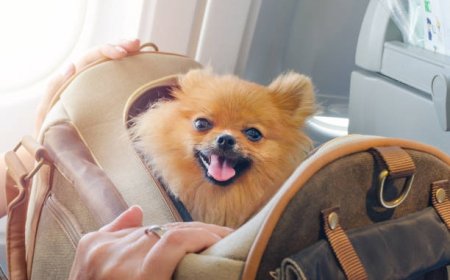 Carry Comfort Everywhere: The Growing Need for a Puppy Bag in the UK