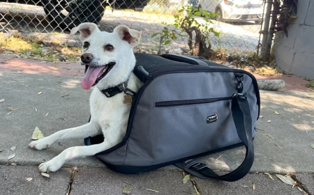 Exploring the Bond Between a Dog and Carrier: Comfort, Safety, and Style