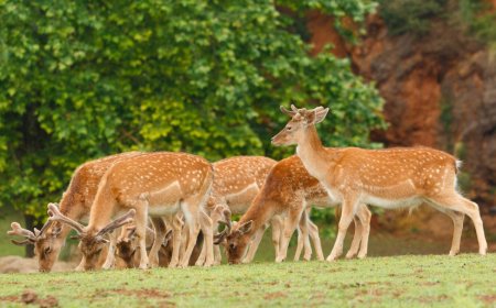 Exploring the Untamed World: The Art of Wildlife Photography