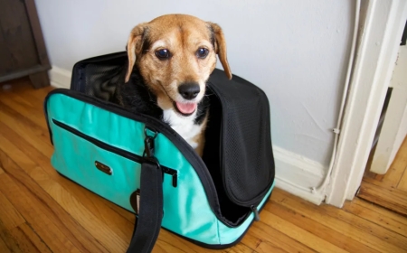 Stylish and Practical: Why Dog Handbags Are a Must-Have for Pet Owners