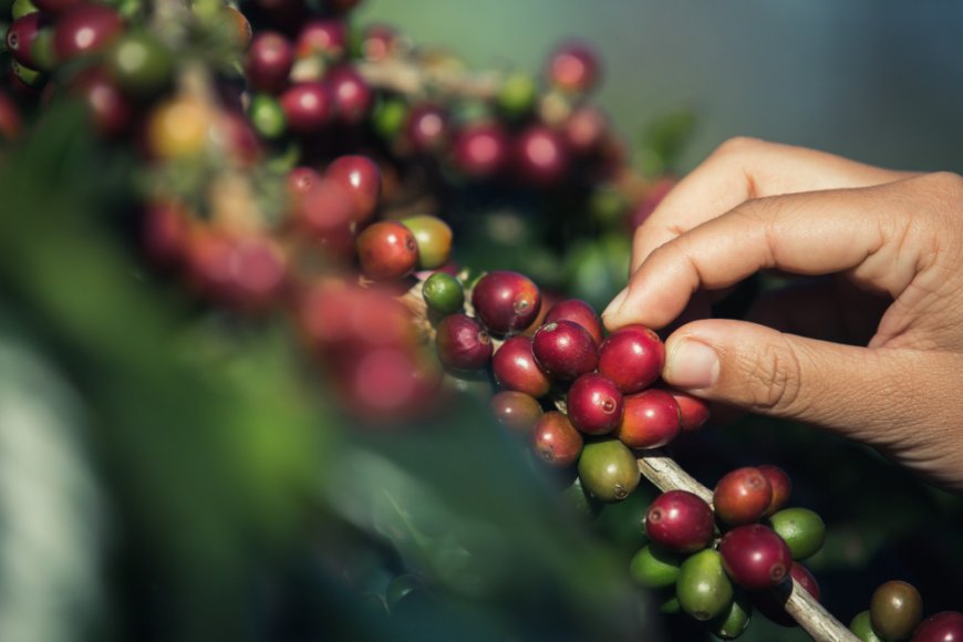 Roasted in Miami, Shipped Nationwide: La Vela Coffee Wholesale Distributors
